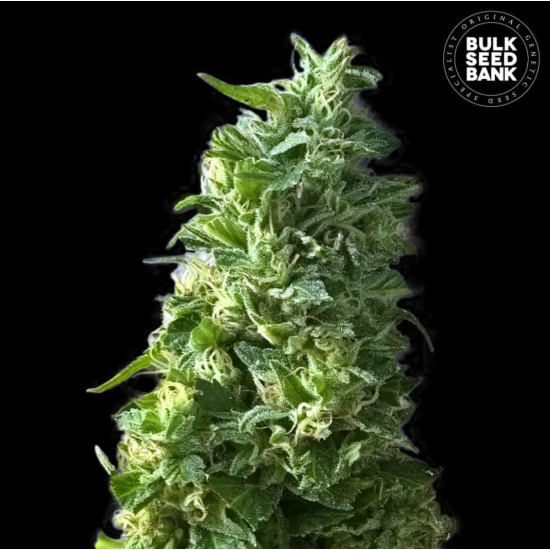 LIME SKUNK